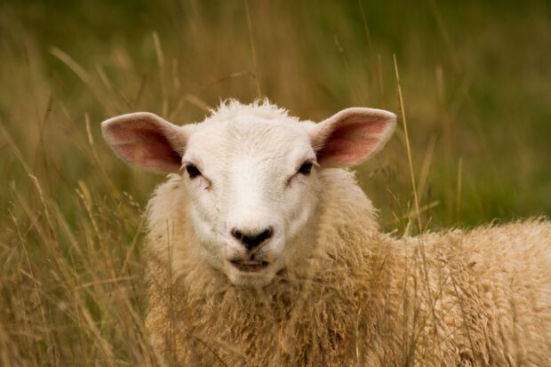 A close up of sheep standing in tall grass in a natural field environment