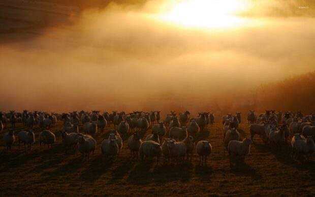 A large group of sheep standing on grass at sunrise with warm light and mist in the background
