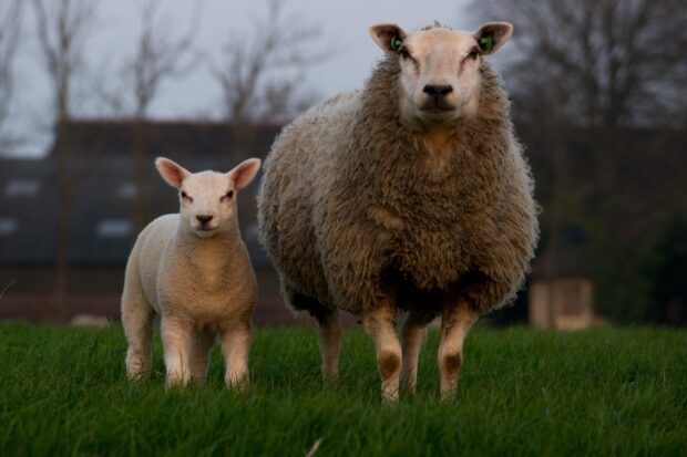 A sheep and its lamb standing together on green grass in a rural field