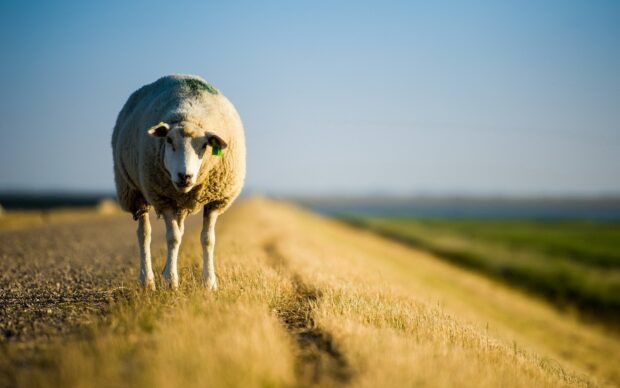 A sheep standing alone on a grassy rural path in bright sunlight