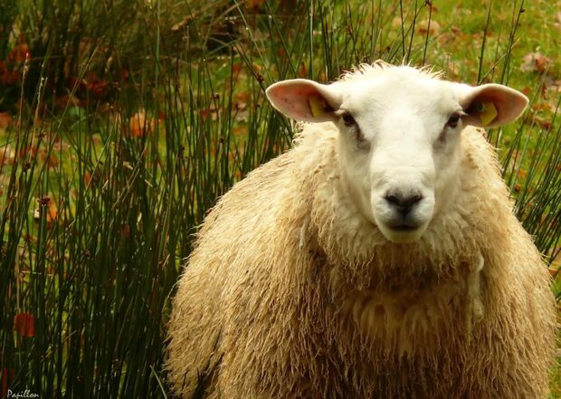 A close up of sheep standing in tall grass with a natural outdoor setting