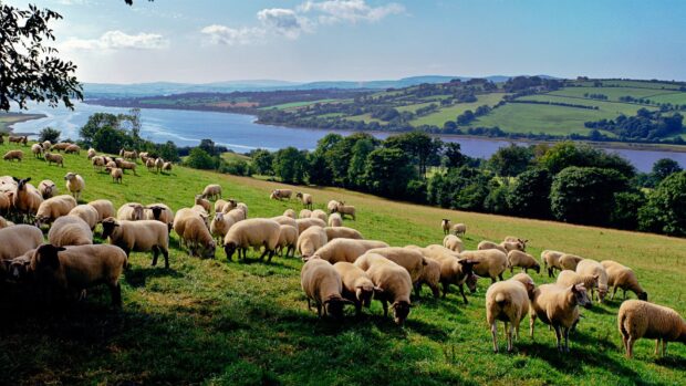 A flock of sheep grazing on green grass near a river in a countryside landscape