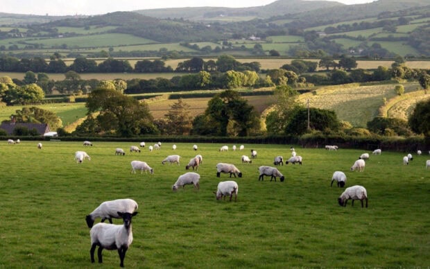 A group of sheep grazing peacefully on a green grassy field with rolling hills in the background