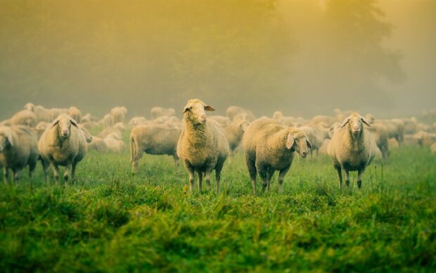 A group of sheep standing on green grass in a foggy field at sunrise