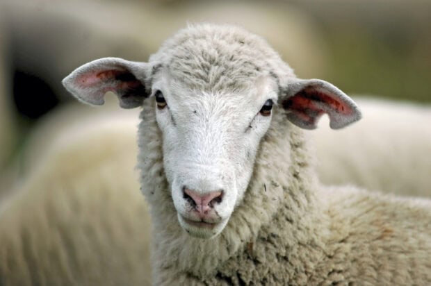 A close up of a sheep with woolly fleece in natural light