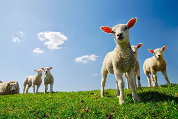 A group of sheep standing on green grass under a clear blue sky with scattered clouds