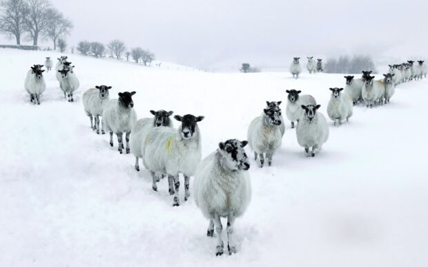 A group of sheep walking through the snow in a winter landscape