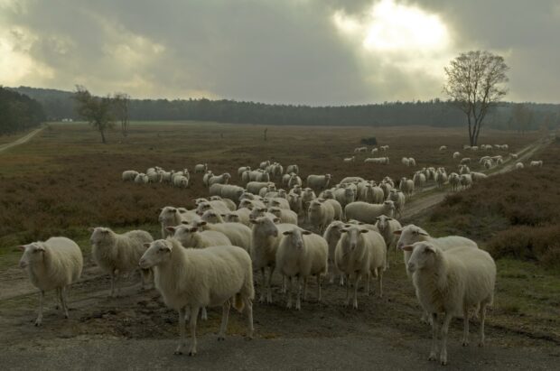 A large group of sheep gathered on a countryside road in a field with cloudy sky