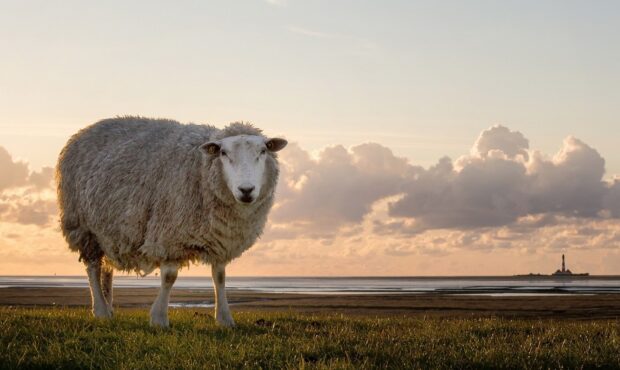 A fluffy sheep standing on green grass during a peaceful sunset with a lighthouse in the distance