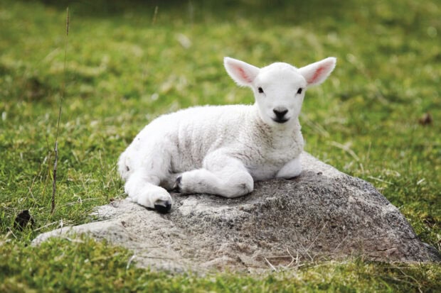 A lamb resting on a rock in a green field showing sheep in a natural setting