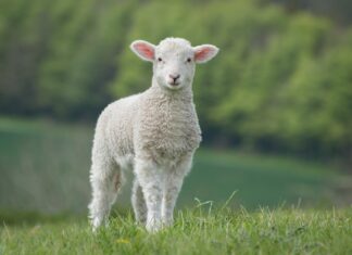 A young sheep standing on green grass in a natural outdoor setting