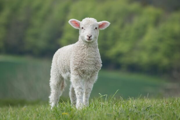 A young sheep standing on green grass in a natural outdoor setting