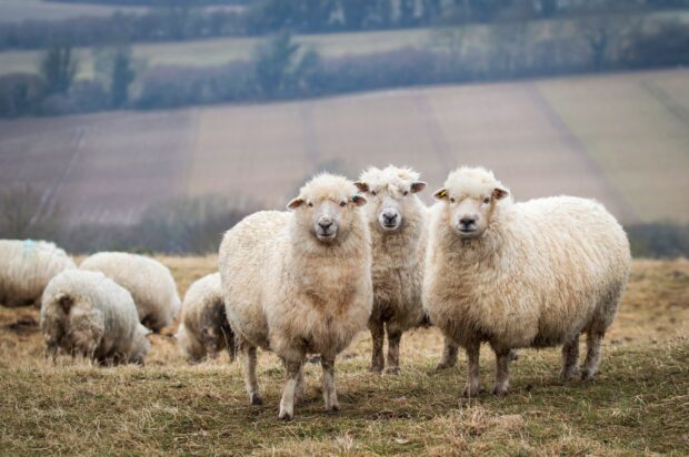 Three sheep standing on a grassy field in a rural landscape with more sheep grazing in the background