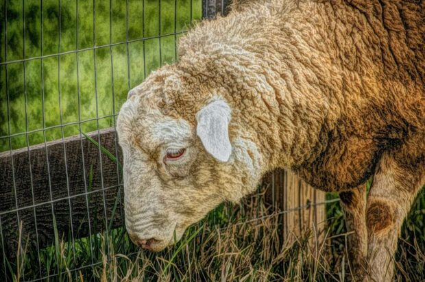 A close up of sheep grazing near a fence in a green field