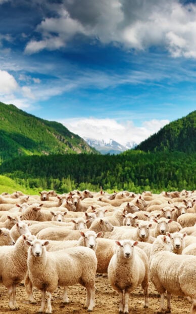 A herd of sheep standing in a green valley under a bright blue sky with clouds
