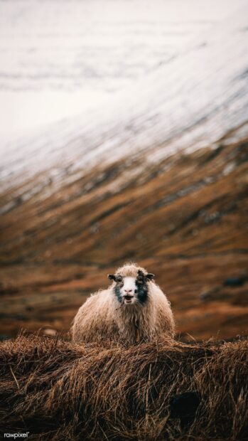 A sheep standing on dry grass in a mountainous area with natural scenery visible