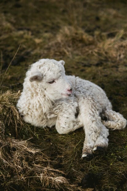 A young sheep resting on grass in a natural farm setting with soft wool