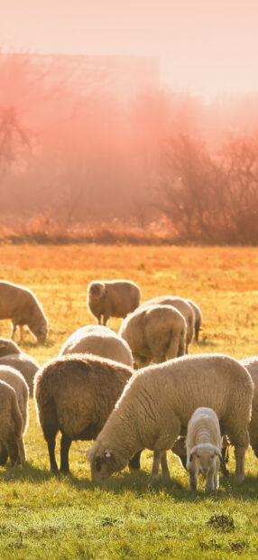 A group of sheep grazing peacefully in a sunlit green field during sunset