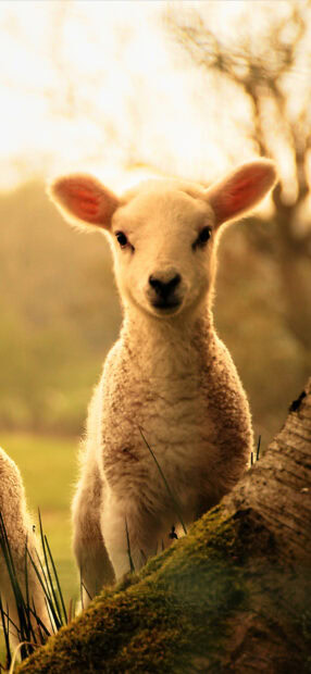 A close up of a sheep in a natural outdoor setting with soft warm lighting
