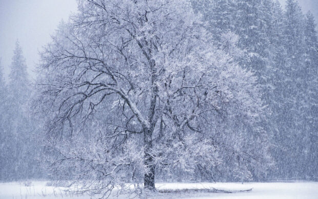 Snowfall covering a large tree in the forest during a winter snowstorm
