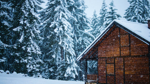 A wooden cabin surrounded by snow covered pine trees during snowfall in a winter forest