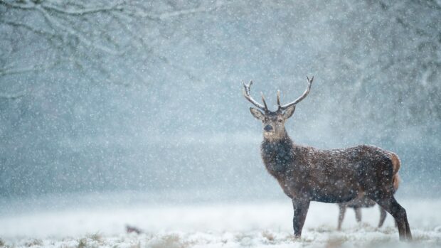 A majestic deer standing in the snowfall surrounded by a snowy landscape
