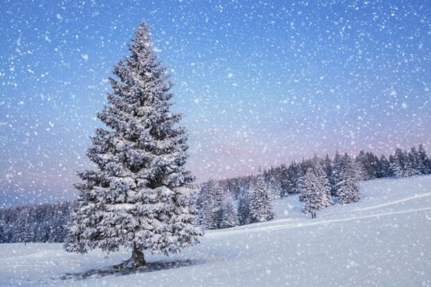 Snowfall covering pine trees in a winter landscape with snowflakes falling gently
