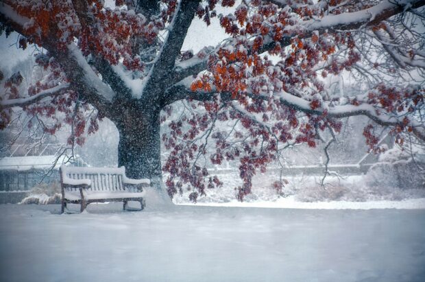 Snowfall near a tree with red leaves and a bench covered in snow