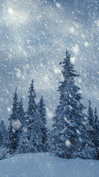 Snowfall covers evergreen trees in a winter forest during a heavy snowfall