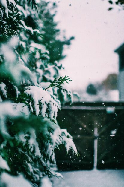 Snowfall covers green pine branches during a gentle snowfall scene