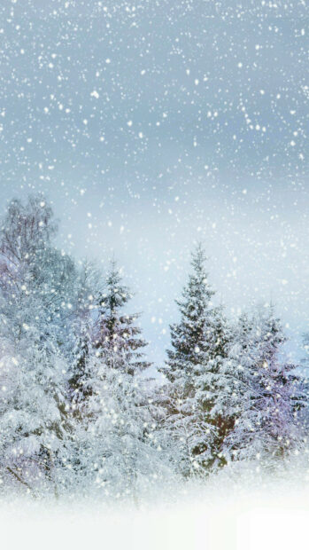 Snowfall scene with snow covering the evergreen trees and falling gently through the sky