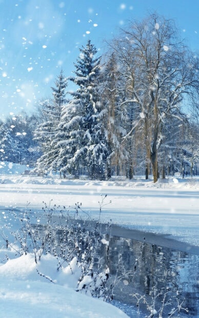 Winter trees covered in snowfall near a frozen lake during a snowfall