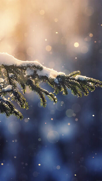 Snowfall resting gently on pine tree branches in a peaceful winter scene
