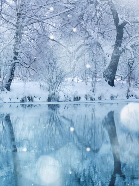 Winter trees covered in snowfall near a frozen river reflecting the snowy landscape