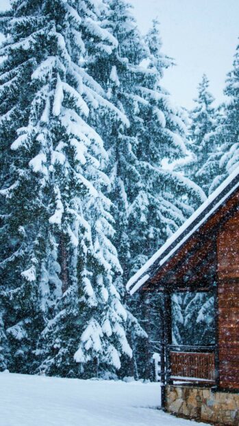 Snowfall covered trees surround a wooden cabin in a snowy winter forest