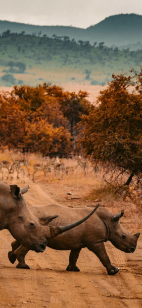 Two rhinos crossing a dusty road in South Africa wildlife reserve surrounded by trees and distant animals