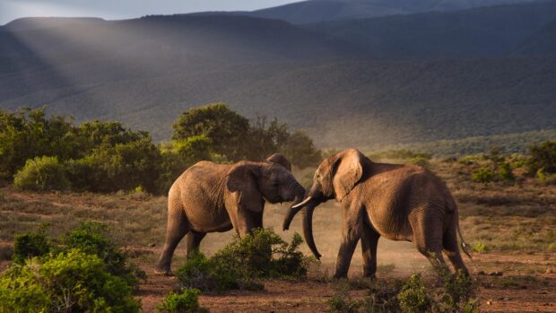 Two elephants playing in the South Africa wildlife landscape