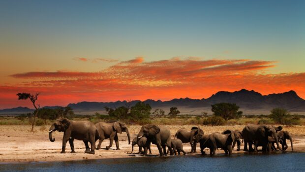 A herd of elephants walking near water under a colorful South Africa sky at sunset