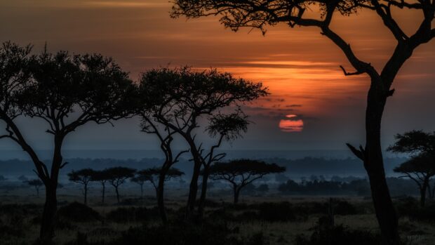 Sunset over South Africa savanna with acacia trees and vibrant orange sky