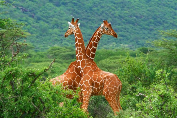 Two giraffes standing back to back in lush South Africa nature