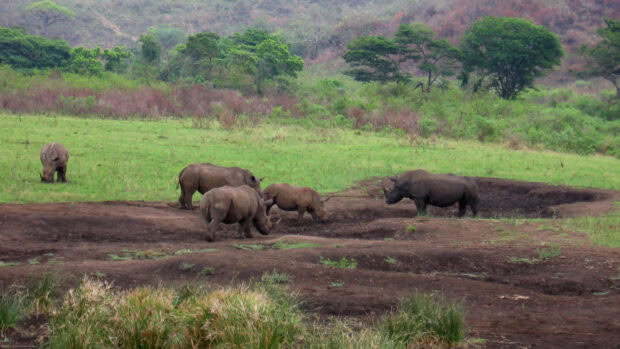 A herd of rhinos in the wild African savanna in South Africa