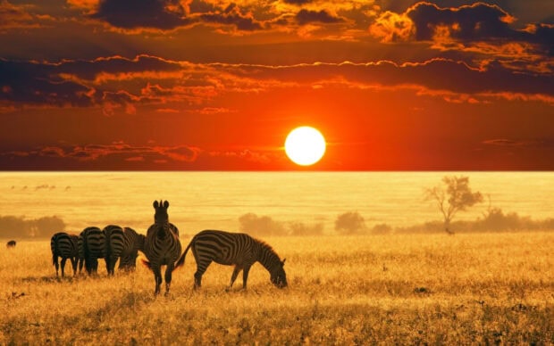 A herd of zebras grazing on the grassland during a South Africa sunset