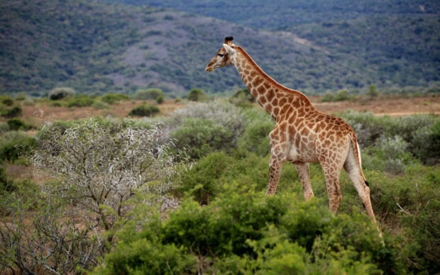 A giraffe in the wild of South Africa savanna surrounded by greenery and hills