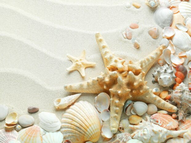 A collection of starfish and seashells on soft sand showcasing starfish natural texture