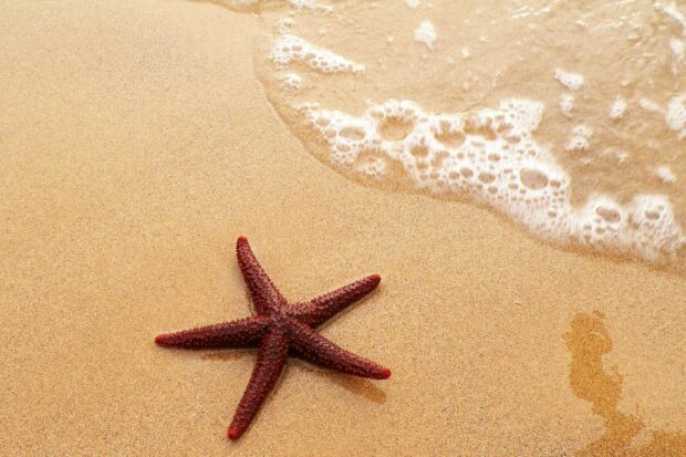 A red starfish resting on golden sand near foamy ocean water