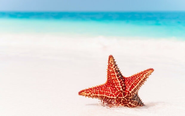 A red starfish resting on the white sandy beach near the turquoise ocean water