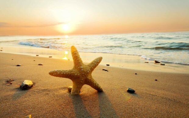 A starfish on the sandy beach during a sunset at the ocean coastline