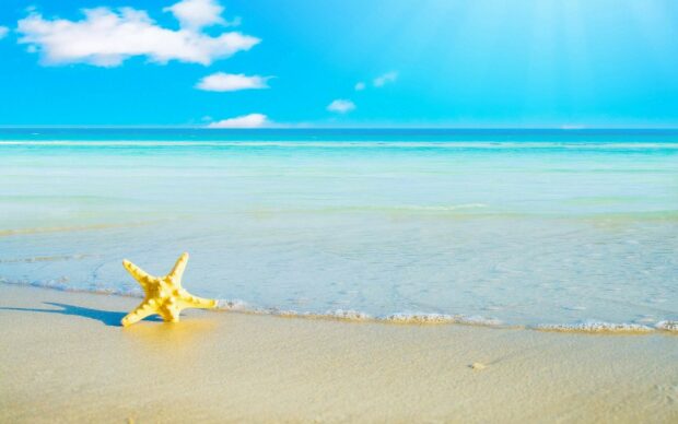 A starfish on the sandy beach near the clear ocean water under a bright blue sky