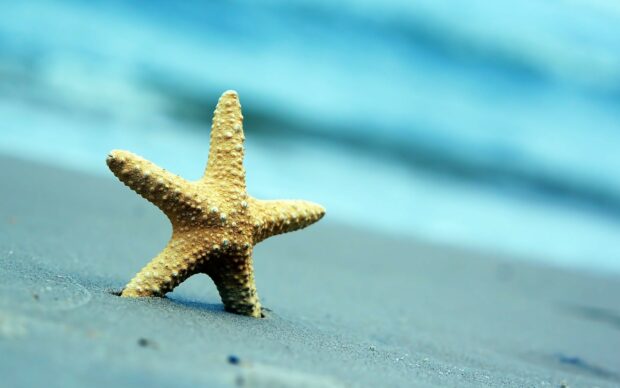 A close up view of starfish on sandy shore with ocean waves in the background