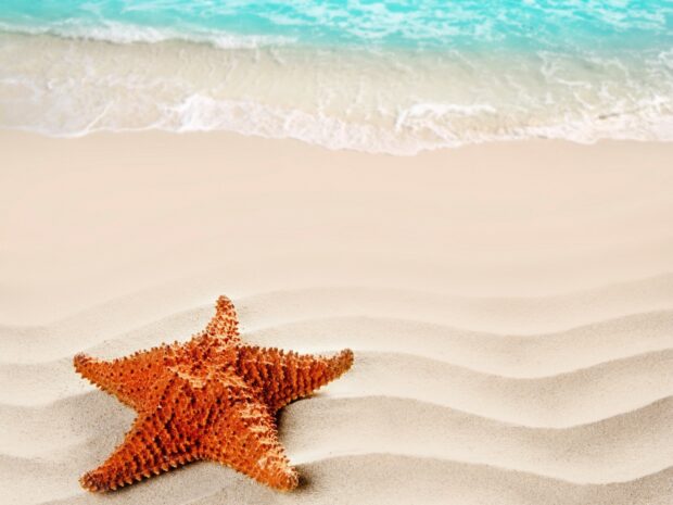 A textured starfish resting on smooth sandy beach near turquoise ocean waves